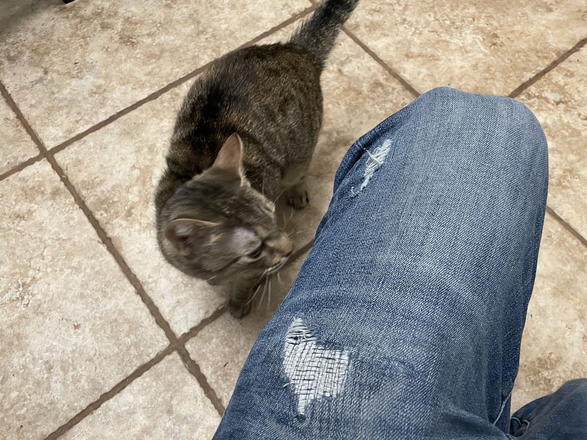 jaydashs's tweet photo. Adopted a kitty naming her…actually that’s going to stay redacted 😏 https://t.co/SPhfp8LJct