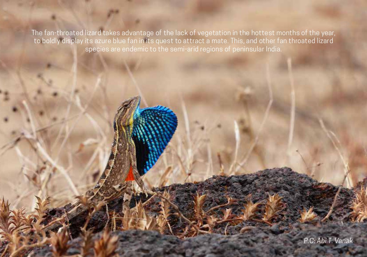 Introducing our new calendar that pays homage to the breathtaking grasslands of Maharashtra!
Each month unfolds a story, showcasing the rich biodiversity &amp; cultural tapestry of Maharashtra's grasslands.