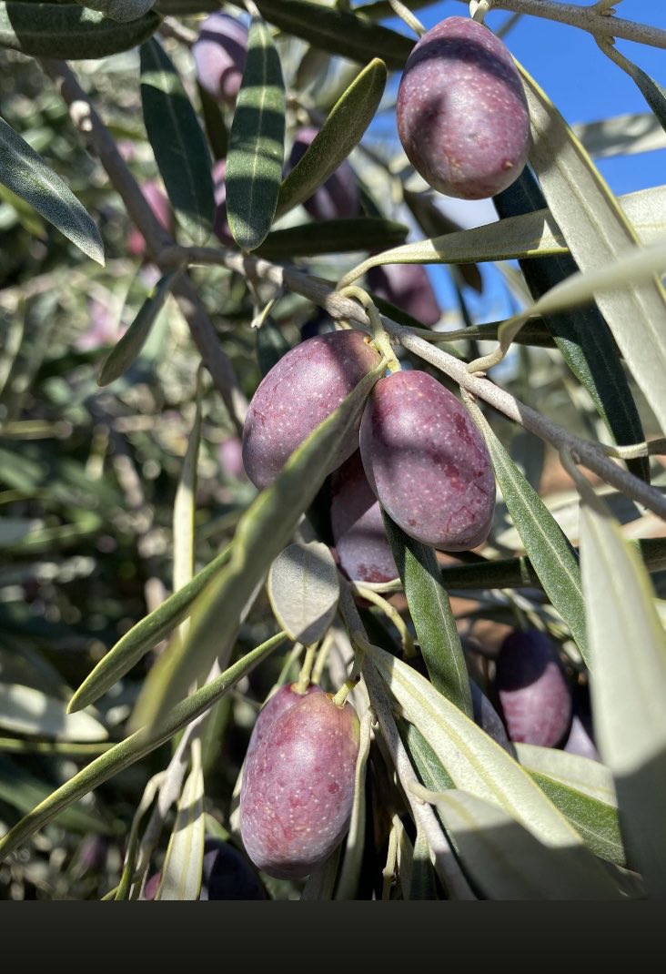 Último día de campaña,una campaña marcada por la escasez de la cosecha y unos precios por las nubes vamos a ver el año que viene #sierramagina ⁦<a href="/agropopular/">AGROPOPULAR</a>⁩ ⁦<a href="/agro_periodista/">Agroperiodista</a>⁩
