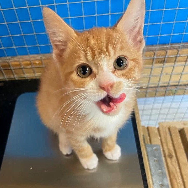 Arriving in our care collapsed and suffering from pneumonia, it was touch and go for Garfield. Bought online, this tiny kitten was only four weeks old.

Thankfully he started improving with antibiotics and at 10 weeks old, he went off to a new home of his own! 🧡 #KissAGingerDay