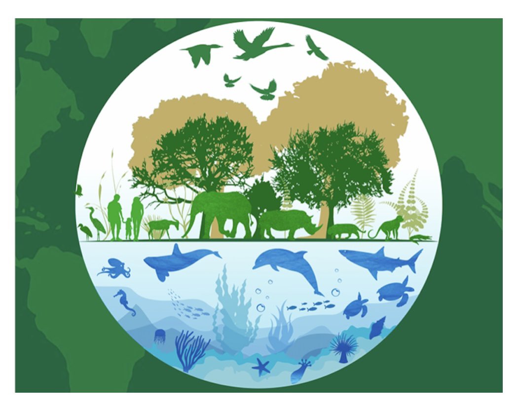 13magic_c's tweet image. Wildlife conservation is crucial for maintaining the delicate balance of our planet&apos;s ecosystems. As human activities continue to encroach upon natural habitats, many species face the threat of extinction.