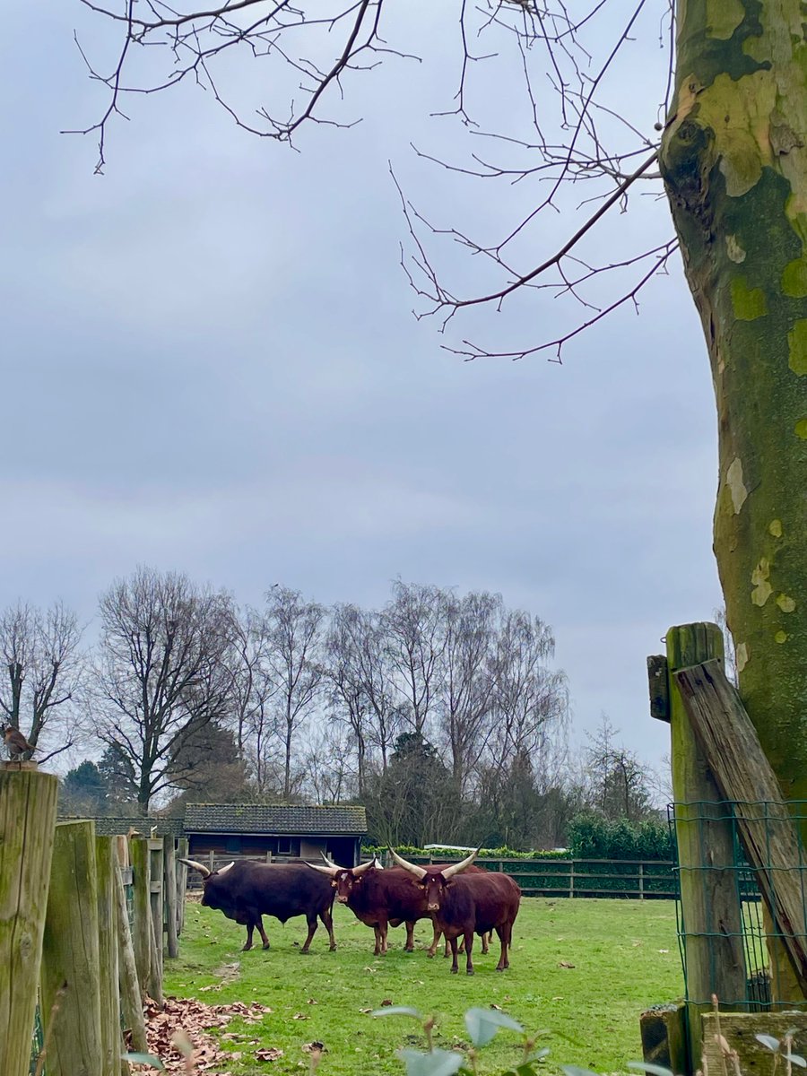 YvesBergmans's tweet image. 12 januari 11.32 Ranst #vrtweer #weervoorspelling #ranst #runderen #natuurpunt