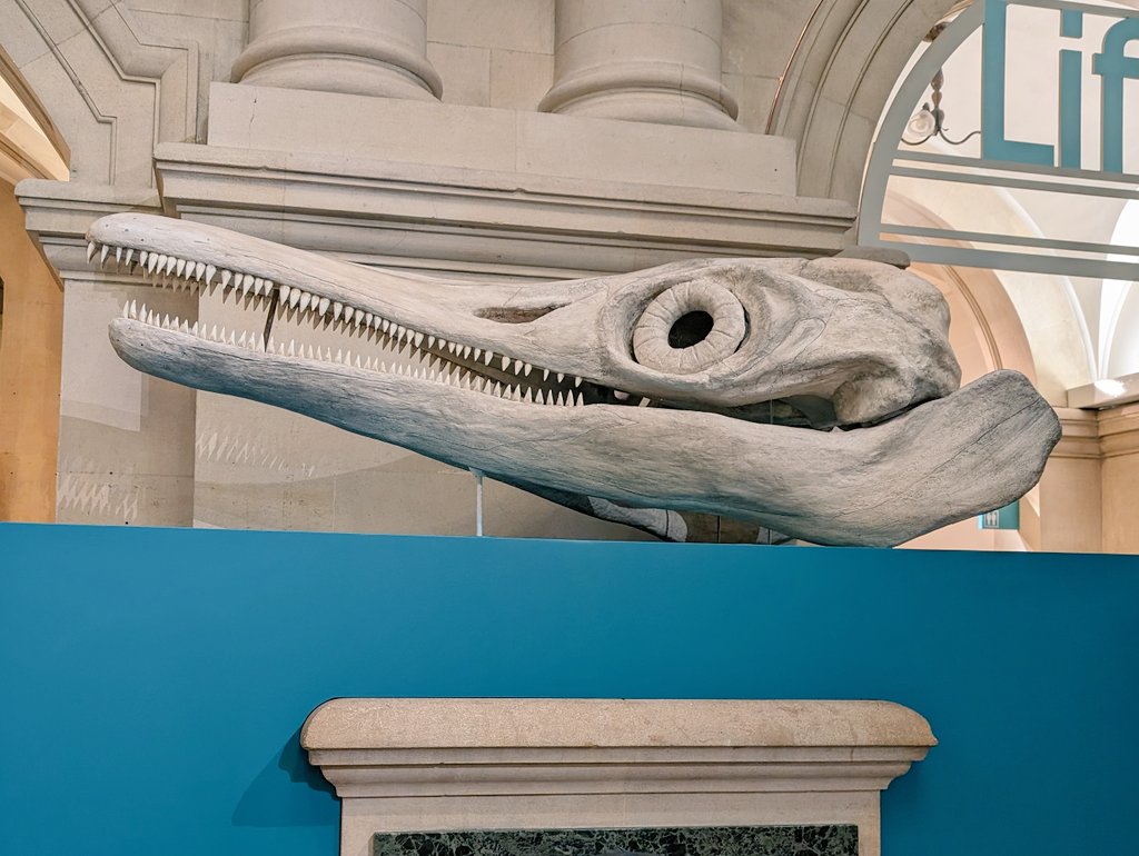 conservatorfran's tweet photo. The empty plinth is empty no more @bristolmuseum. Peggy the Temnodontosaurus is now in residence! The original fossil this replica is based on can be seen in a new display opening tomorrow, 13th Jan. We are very fond of her already 🥰
#MaryAnningRocks #marinereptile #MakingWaves https://t.co/xgP3lWx0Ae