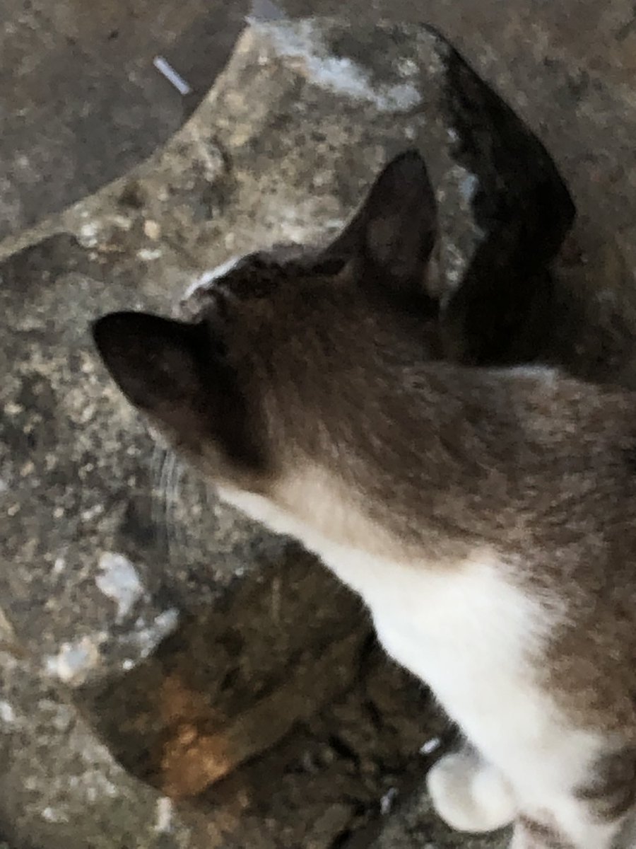 Everywhere I go, there's always a meow