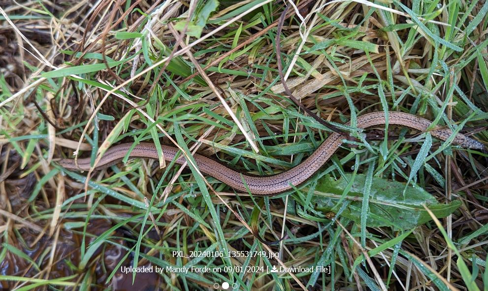 Cofnod #RecordOfTheWeek is this Slow-worm (Anguis fragilis) recorded at Caergeiliog by Mandy Forde. Our first reptile record of the year!