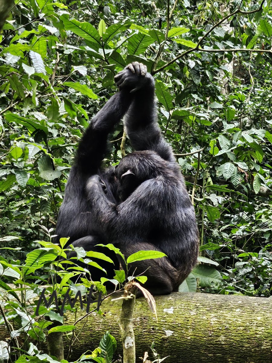 11 DAYS CLASSIC HOLIDAY IN UGANDA: 11 Days and 10 Nights Gorilla, Chimpanzee tracking & overland Holiday safaris, kindly visit us at visituganda.tours/Offers/Offer-D… 18 DAYS Classic Holiday, kindly visit pearlofafricavacations.com/Destinations/D… Call/Whatsapp +256-755-200004 Email: cs@visituganda.travel