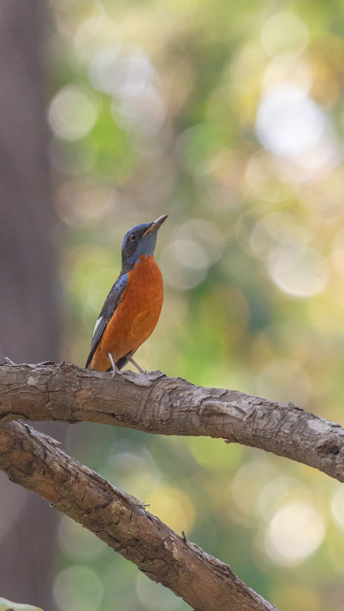 Pitta pose of Blue-capped Rock thrush 

<a href="/passivelyactive/">ayyappan hariharan🐦‍⬛</a> have this perspective after watching this image

#indiaves #birds #birdphotography #birdwatching
