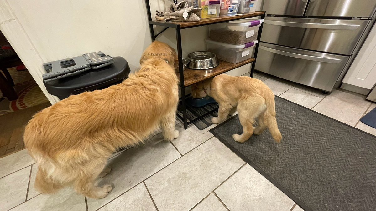 Me and @PghPotter are celebrating #FluffyButtFriday by doing our favoritest thing… eating. #GRC

#DogsOfTwitter #GoldenRetrievers