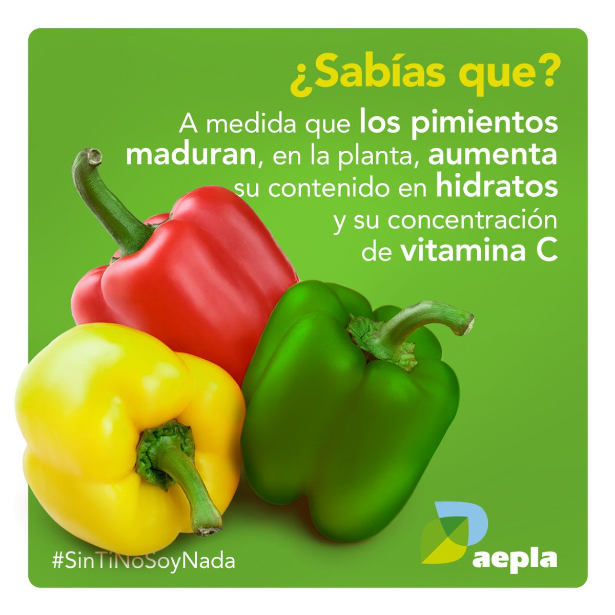 aepla_asoc's tweet image. Las propiedades nutricionales de los productos agrícolas varían de forma notable en función de su nivel de maduración, como ocurre con el #pimiento 🫑🔍

Por eso, resulta tan importante elegir cuidadosamente el mejor momento para su recolección y consumo.

#SinTiNoSoyNada 💚