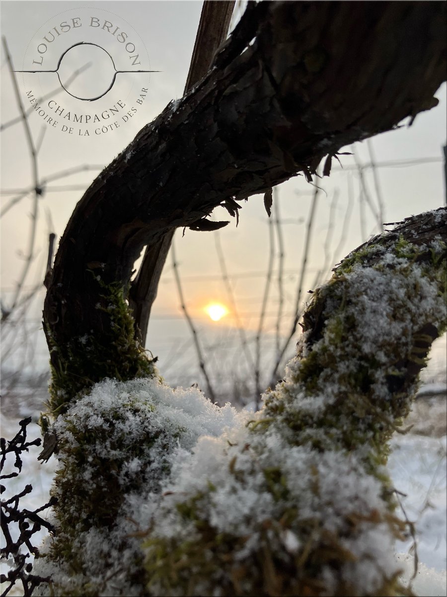 CHAMPAGNE LOUISE BRISON tweet media