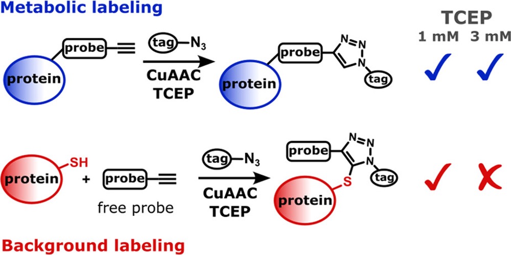 Pavel Kielkowski (@pavelkielkowski) on Twitter photo Let's do the right click! In chemical proteomics chemoselectivity of the CuAAC is crucial. Andreas Wiest in our group found that formation of the ubiquitous thiotriazole byproduct during the click reactions can be easily diminished: pubs.acs.org/doi/10.1021/ja…. Congratulations! Let's do the right click! In chemical proteomics chemoselectivity of the CuAAC is crucial. Andreas Wiest in our group found that formation of the ubiquitous thiotriazole byproduct during the click reactions can be easily diminished: pubs.acs.org/doi/10.1021/ja…. Congratulations!