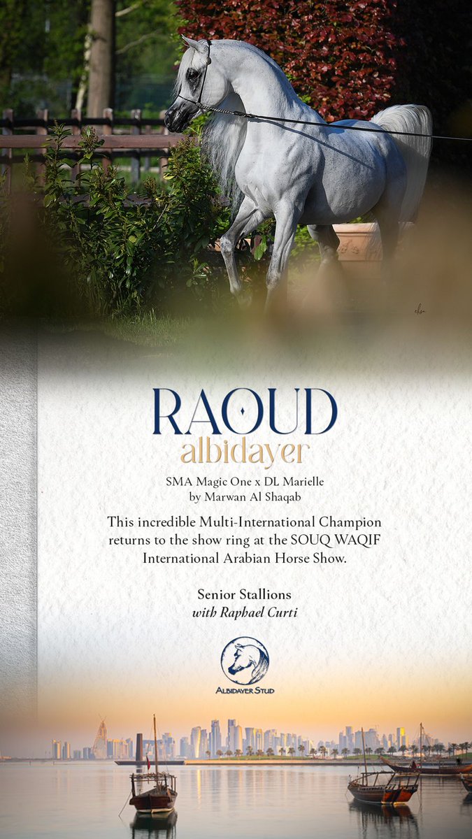 ArabianEssence's tweet photo. The Return of Raoud Albidayer . . . 

Click here to see High Resolution version:
https://t.co/QJyl3UW5v7

#albidayerstud #raoudalbidayer #smamagicone #dlmarielle #souqwaqifinternationalarabianhorseshow #raphaelcurti https://t.co/fn4qalzqLd