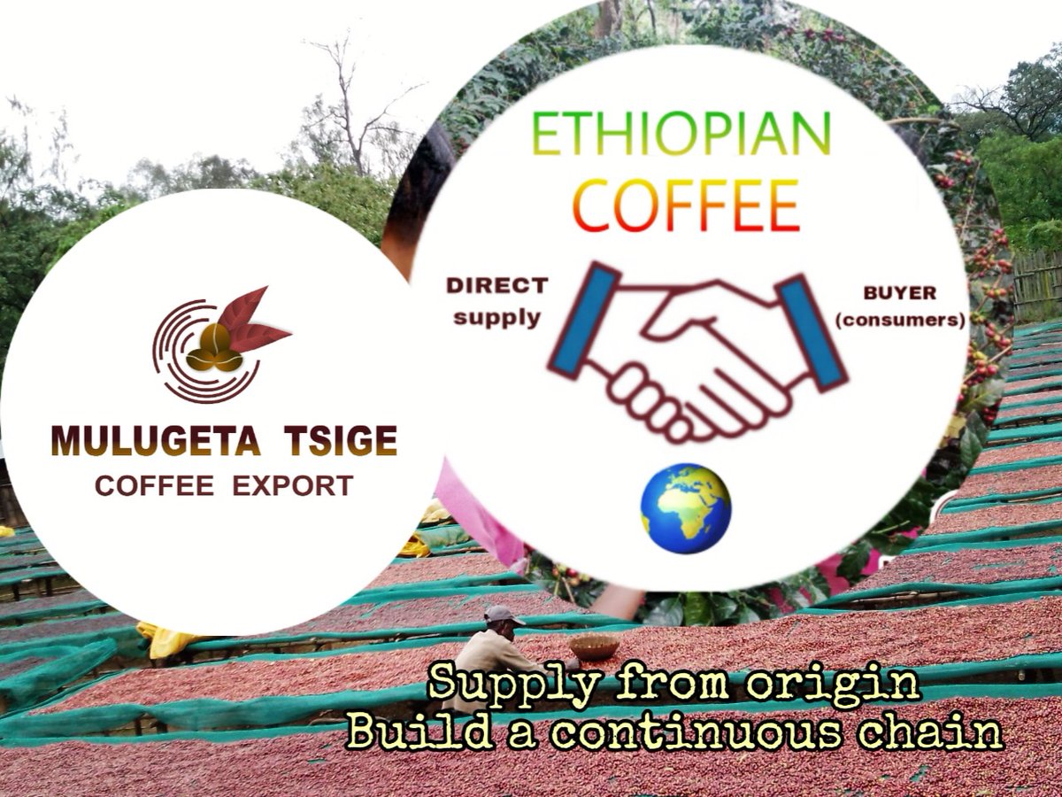 From the origin supply chain
 Build a reliable supply chain from the start to always be happy with your coffee supply. This is the solution to building a quality and uninterrupted supply of coffee.

#mulugetatsigecoffee #ethiopiacoffee  #directcoffeetrade