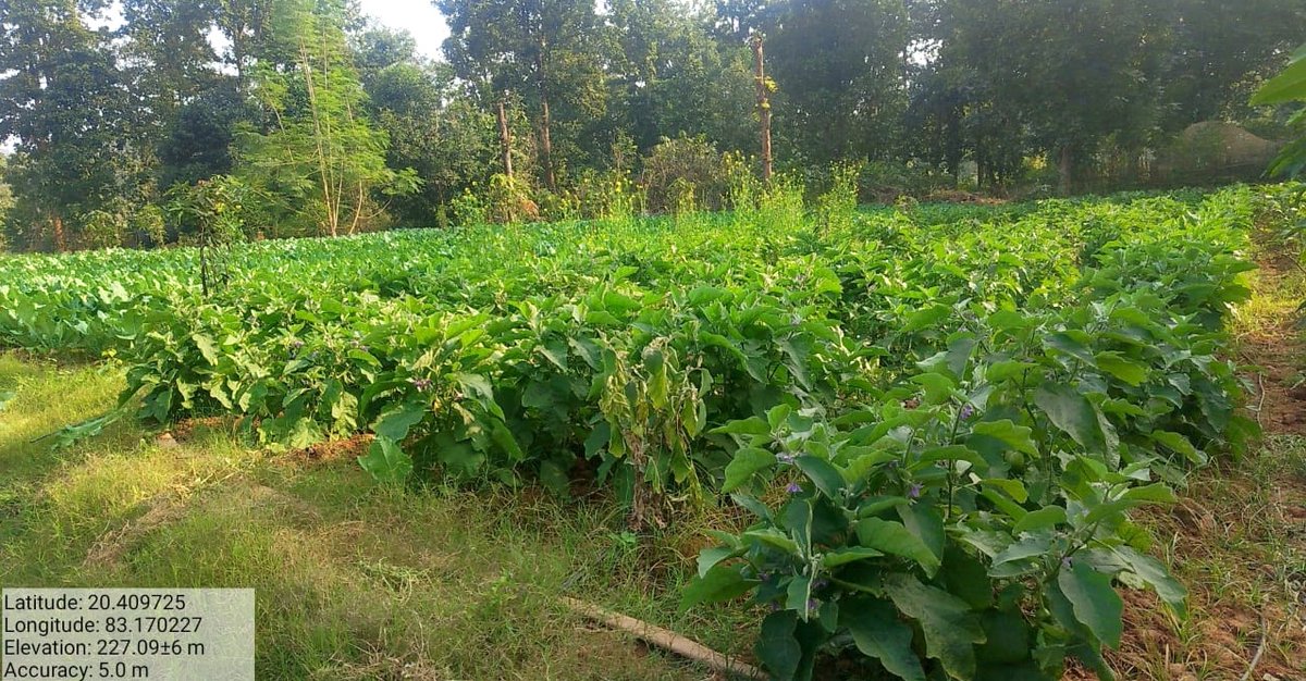 DFOBalangir's tweet photo. Sri Jhasketan Sahu excels in mixed vegetable cultivation on one acre of land with AJY, Hindustan seeds, and Pragati drip irrigation. Remarkable earnings of Rs.1 lakh!! #AgriculturalSuccess #DynamicDuo #AJYSupport #VegetableHarvest #BalangirDMU #FarmersSuccess #SustainableFarming https://t.co/Svgchkj5W0