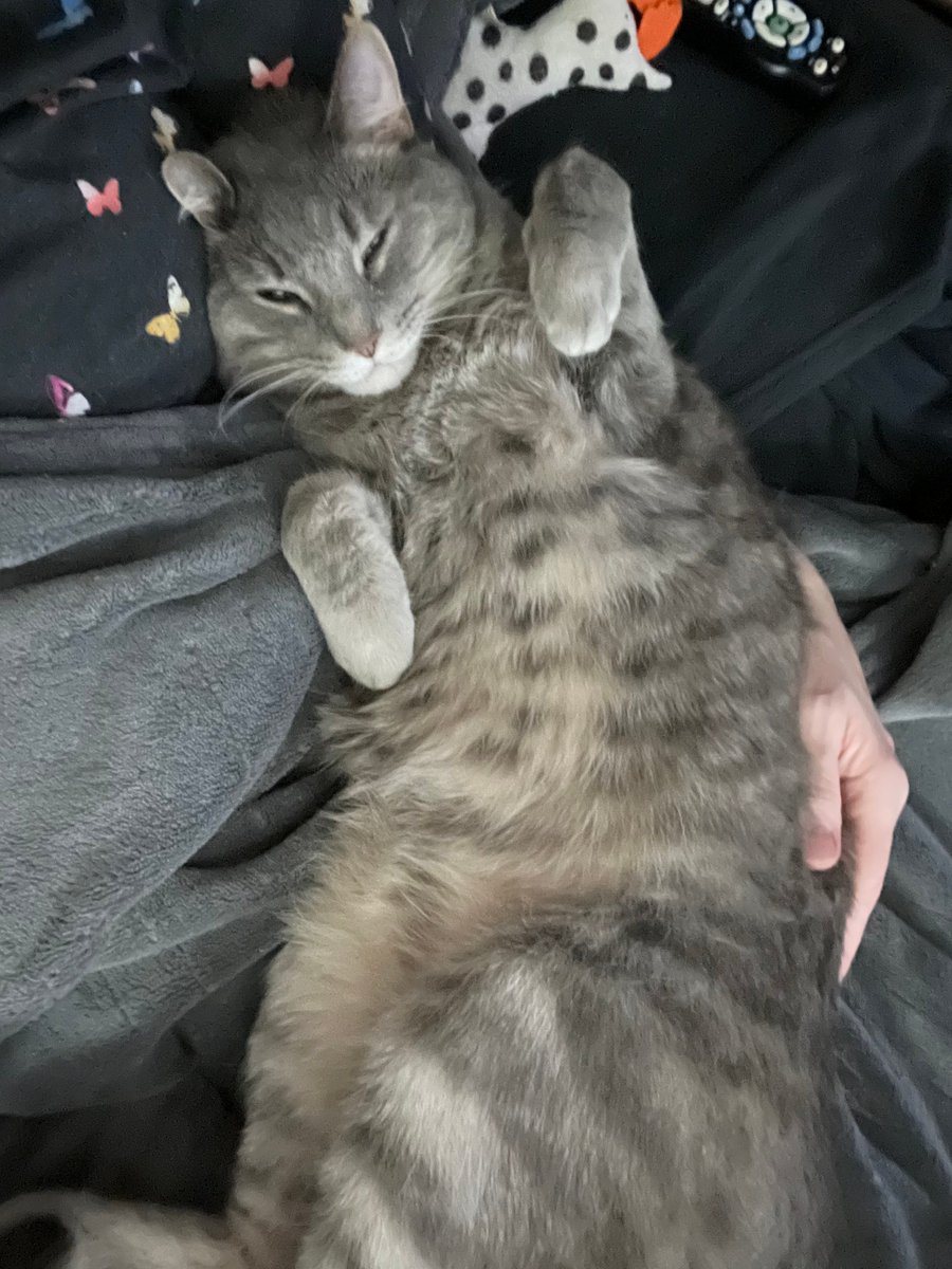 LokiSadie's tweet photo. Dad thanks you all so much for the Birthday wishes. Sorry I am late with this thank you, life was a bit hectic! Loki is cuddling Hmom, Sadie is exploring and Dad is…🙀😸#catdad #CatsOfTwitter #CatsOnTwitter #CatsOfX #CatsAreFamily https://t.co/EaKJLvK45Z