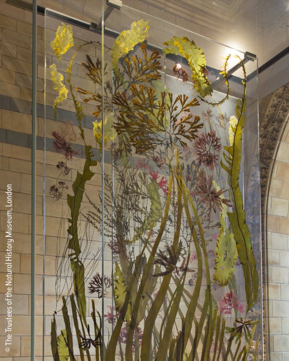 NHM_Science's tweet photo. Postdoc opportunity - seaweed biodiversity and sustainable livelihoods in aquaculture. With @Juliet_seaweeds NHM,  Elizabeth Cottier-Cook @SAMSoceannews and Phaik Eem Lim @unimalaya  @DefraGovUK Global Centre on Biodiversity for Climate funding https://t.co/OteVzympd9 https://t.co/BffdLsLJQa
