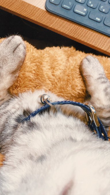 作業中の今の目線ﾝﾝﾝｷﾞｬｷﾞｬｷﾞｬワギィイイィ(中断 https://t.co/Amif5ctP58