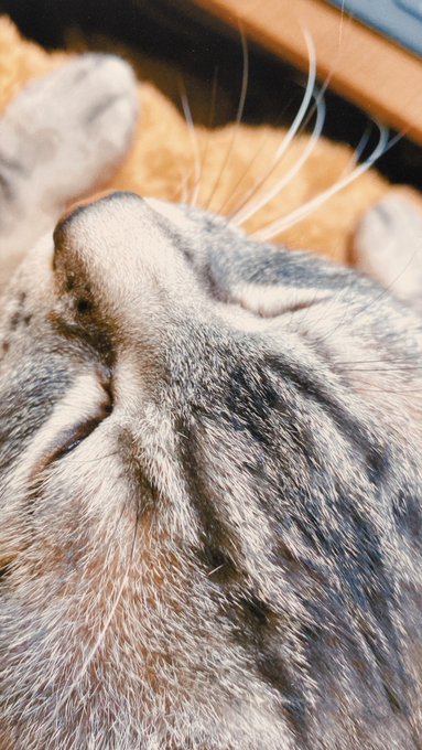 作業中の今の目線ﾝﾝﾝｷﾞｬｷﾞｬｷﾞｬワギィイイィ(中断 https://t.co/Amif5ctP58