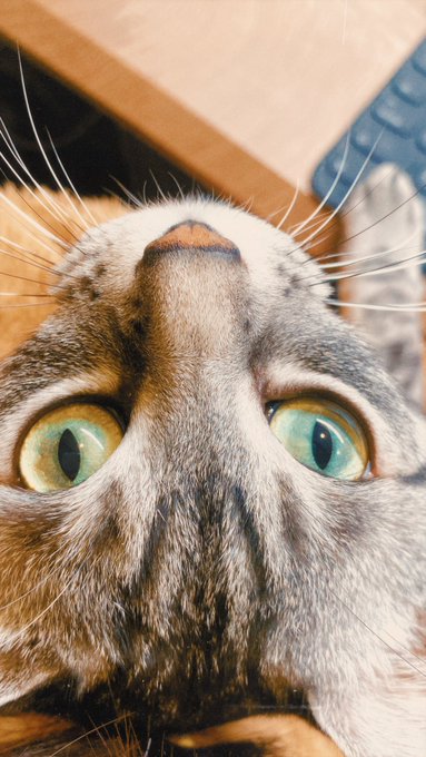 作業中の今の目線ﾝﾝﾝｷﾞｬｷﾞｬｷﾞｬワギィイイィ(中断 https://t.co/Amif5ctP58