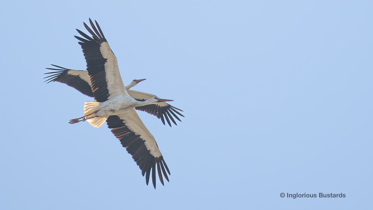 Otis_inglorius's tweet image. #Spring #mig is on ! 

First groups of White #Storks crossing The #Straits back into #Europe these last few days and even individual Black #Kites ! 

These 2 White Storks in a group of 80 over us here in #Facinas y’day tracked coming across the #14km from #Morocco to #Tarifa