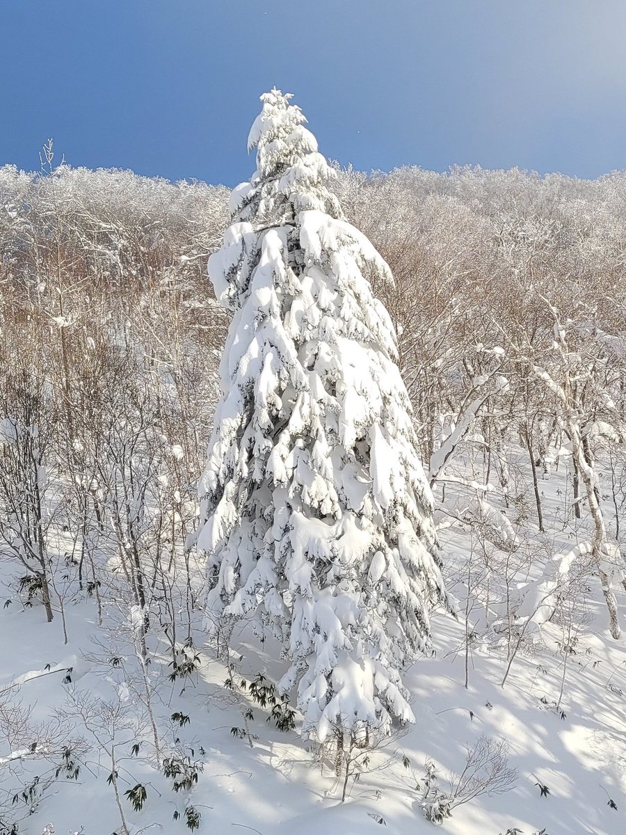 Calum Muskett tweet media