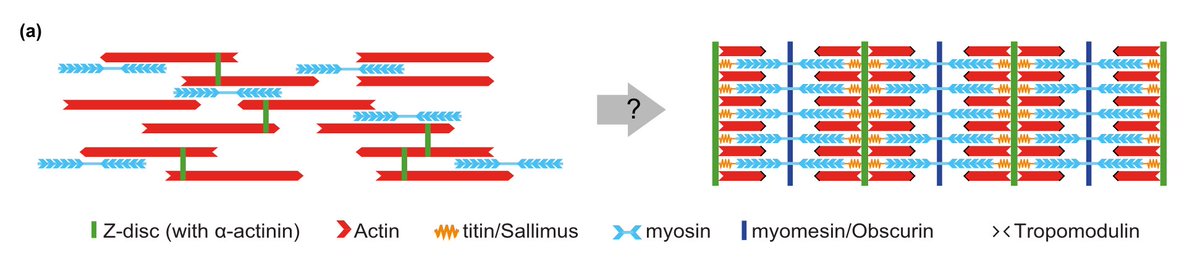 Our new data-driven mathematical model of sarcomere assembly is now out. All the math was done by our fantastic collaborators in Dresden @friedrich_group @PoLDresden @IBDMmarseille @ClaraMSidor @BDehapiot journals.aps.org/prxlife/pdf/10…