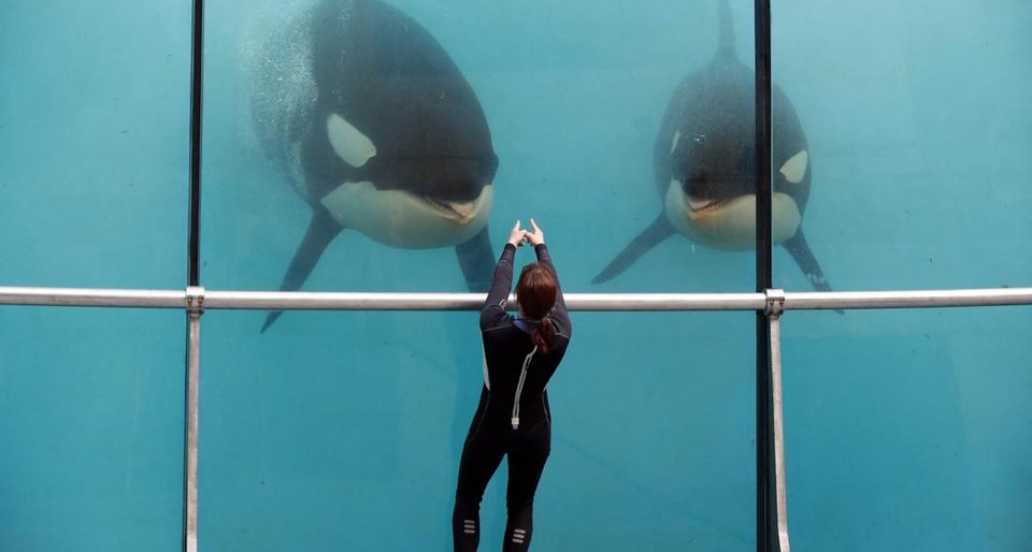 PhiWebb's tweet photo. #Antibes #Mariland : l'avenir des orques de Marineland s'écrira-t-il au Japon ? Encore une fois merci les écolos et leurs dictatures utopistes cf.loi 2021. Tout ça à des fins politiciennes bobos très loin des vraies valeurs écologiques. Pauvre France  

 https://t.co/CWaL8qCQEd https://t.co/IY8HGe0ODc