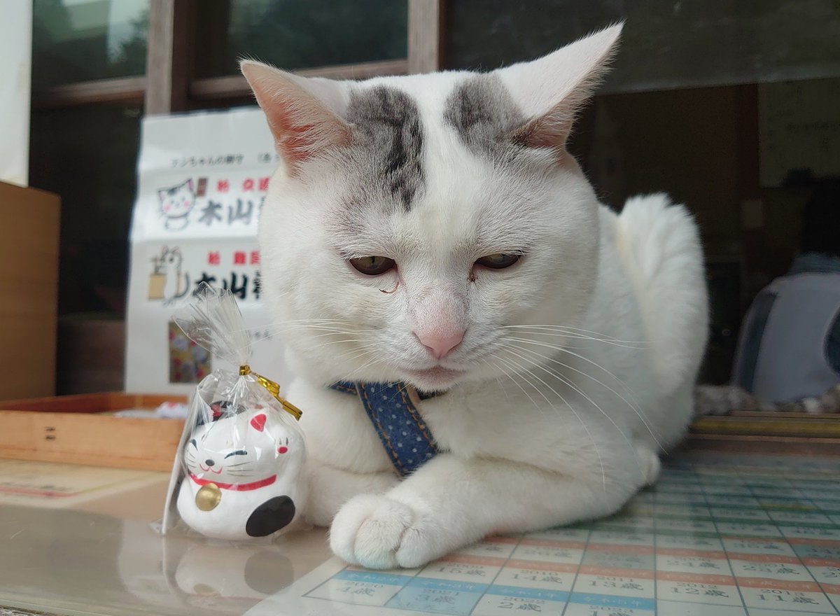 JIMOTO Made+ 東山 招き猫トラ JIMOTO Made+ 東山 招き猫トラ