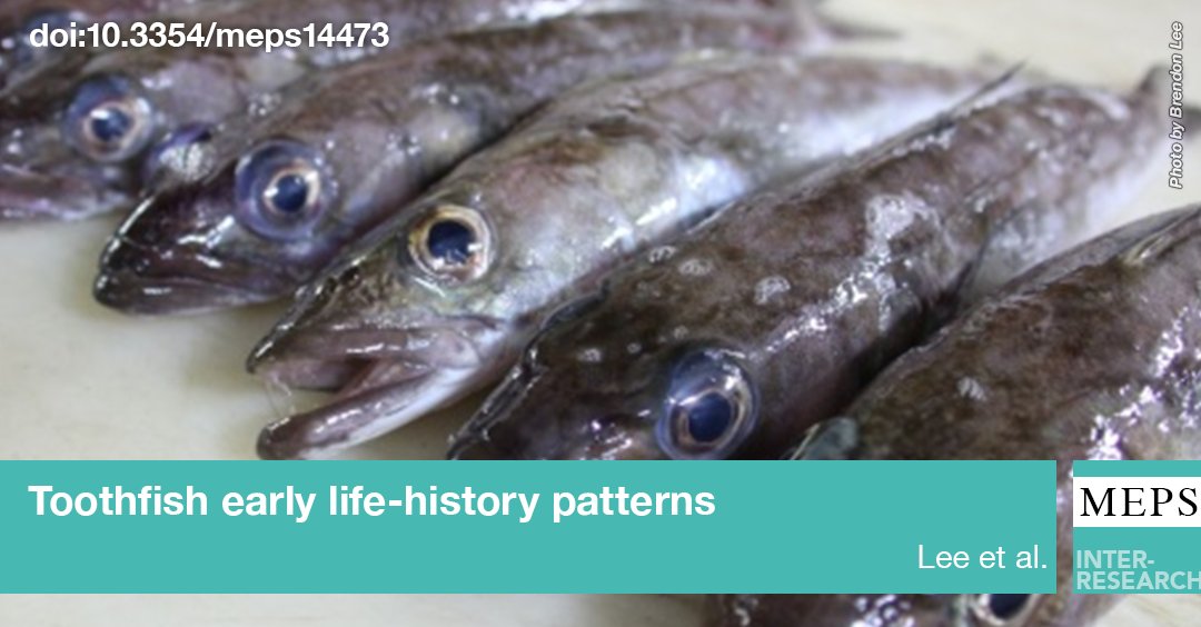 MEPS_IR's tweet photo. #PatagonianToothfish early life history is examined through #OtolithMicrostructure & chemical analyses, revealing significant ontogenetic thresholds & transitions, & offering insights into natal dispersal, shelf-entry, settlement, & downslope migration
https://t.co/C4ri4iZF23 https://t.co/VlnF96SsHf