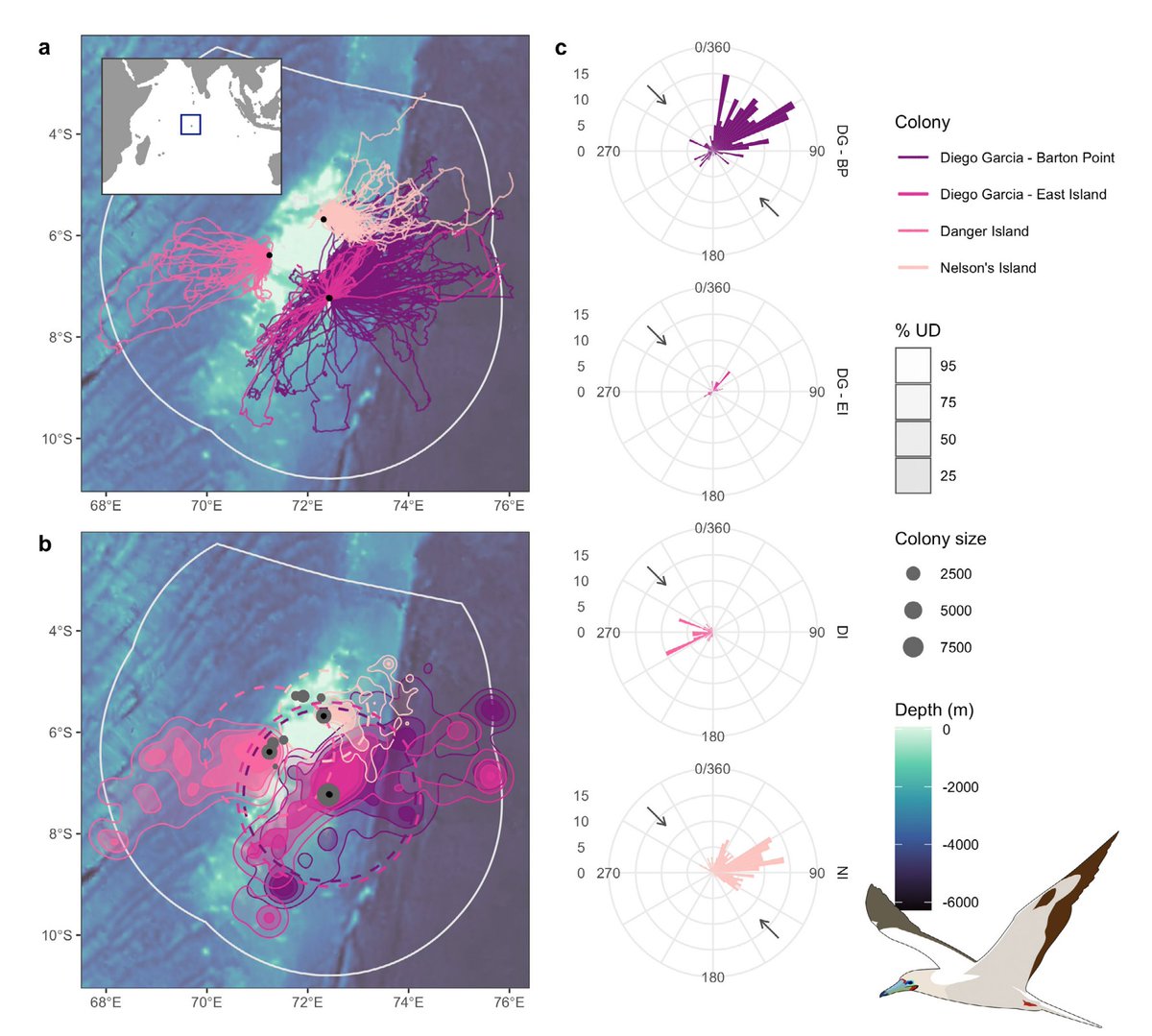 #Publication led by @AliceTrevail & @Marine__Hannah out last month in @MEPS_IR! Tracking of red-footed boobies across multiple colonies revealed segregation in foraging range, space use, and timing 🗺️⌛️ Read here: doi.org/10.3354/meps14…