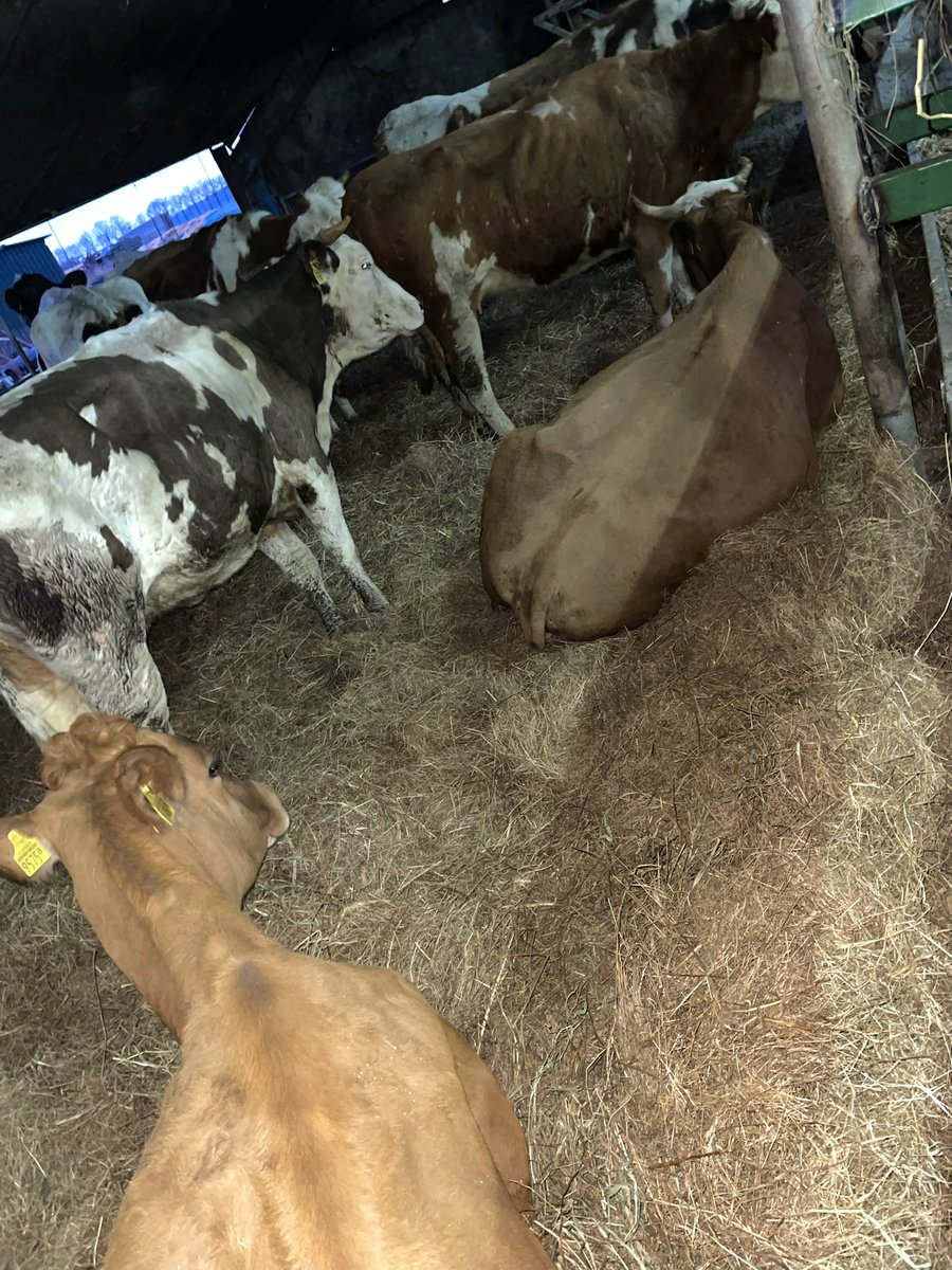 ShannonTempels's tweet photo. De melkkoeien hebben weer een vers bed van natuurmaaisel van @Brab_Landschap 
Wij vinden natuurmaaisel voor bij de koeien vaak beter werken als stro. Dit neemt toch net wat meer vocht op😊 https://t.co/xbYq88XPr2