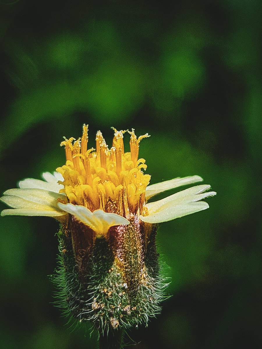 midnightsierra7's tweet photo. Melihat dari dekat🌷🌷🌷
📸 Taken with Galaxy S23 @samsungID
🎨 Edited with Lightroom for Samsung
#SamsungGalaxy #GalaxyS23 #Snapdragon 8 Gen 2 #forGalaxy #SamsungwithGalaxy #withGalaxy #NaturePhotography #Lightroom
#ShotOnSnapdragon @Snapdragon @Snapdragon_ID https://t.co/QOTny5kd7N