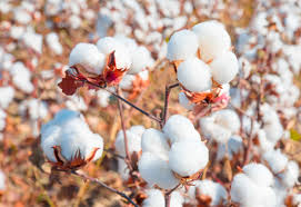 Concave_Agri's tweet photo. نومبر 2023 میں خام روئی کی درآمدی قیمت 8.5 بلین روپے تھی، جو نومبر 2022 میں 38.9 بلین روپے کے مقابلے میں 78 فیصد کم ہے۔

#CottonPrices #agriculture #ImportTrends #CottonImports #ConcaveAGRI #news https://t.co/WqYXfvfq1k