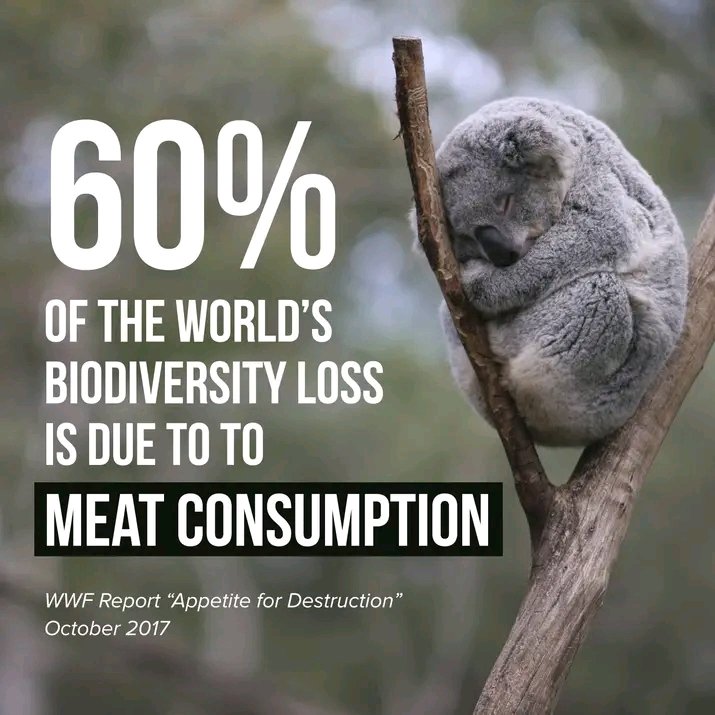 ejssenjovu's tweet photo. Not surprised that countries with higher meat consumption will often exhibit lower ecological diversity. 🌿🌏
#GoGreen #EatPlants #Vegan #Veganuary2024 #biodiversity #animals #climate #Syst https://t.co/Ug7Yl1SF1T