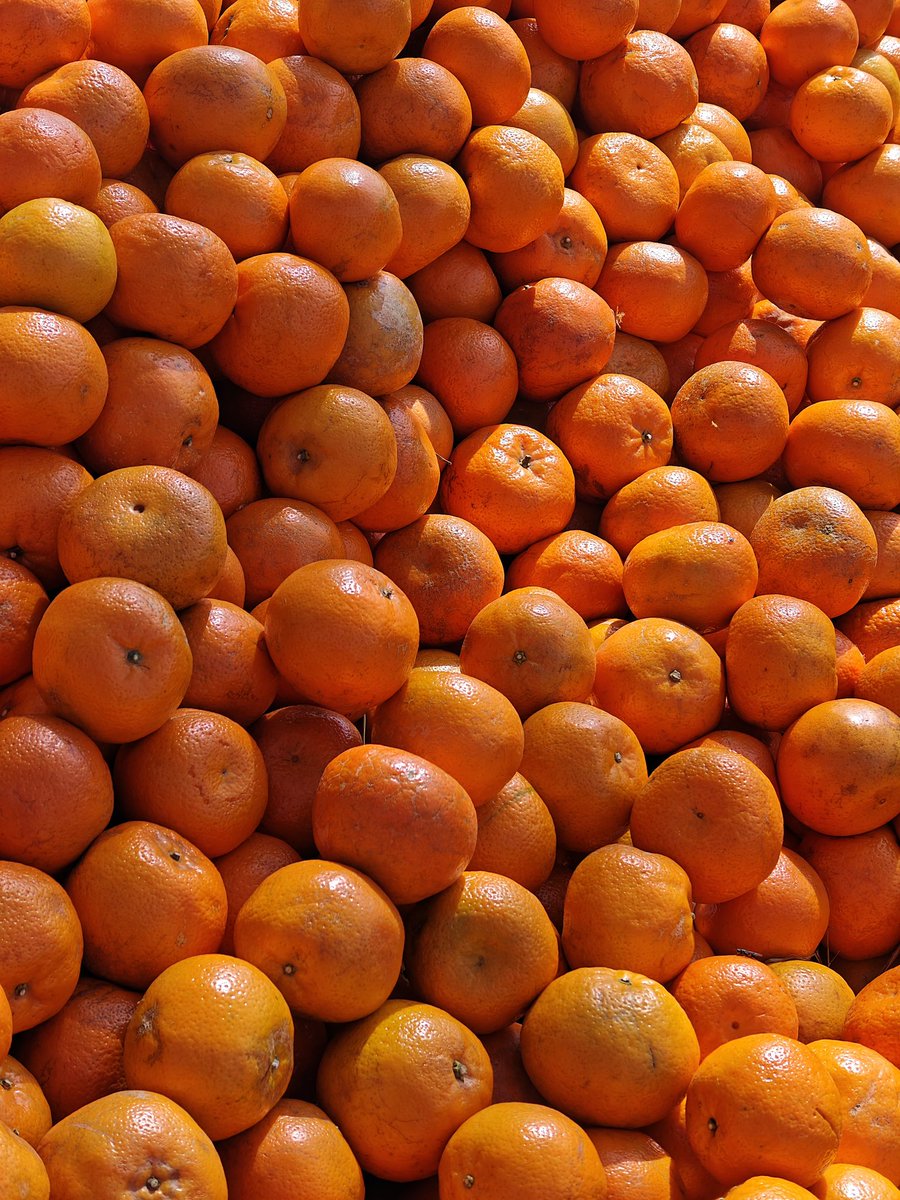 viveku's tweet photo. Shiny on the outside, soft, fluffy and juicy inside, that's how I can describe the Nagpur #Orange, just the right amount of sweetness and tart. #NotTooSweet and at Rs 50 a kilo, I am not complaining https://t.co/KiwvUcjl26