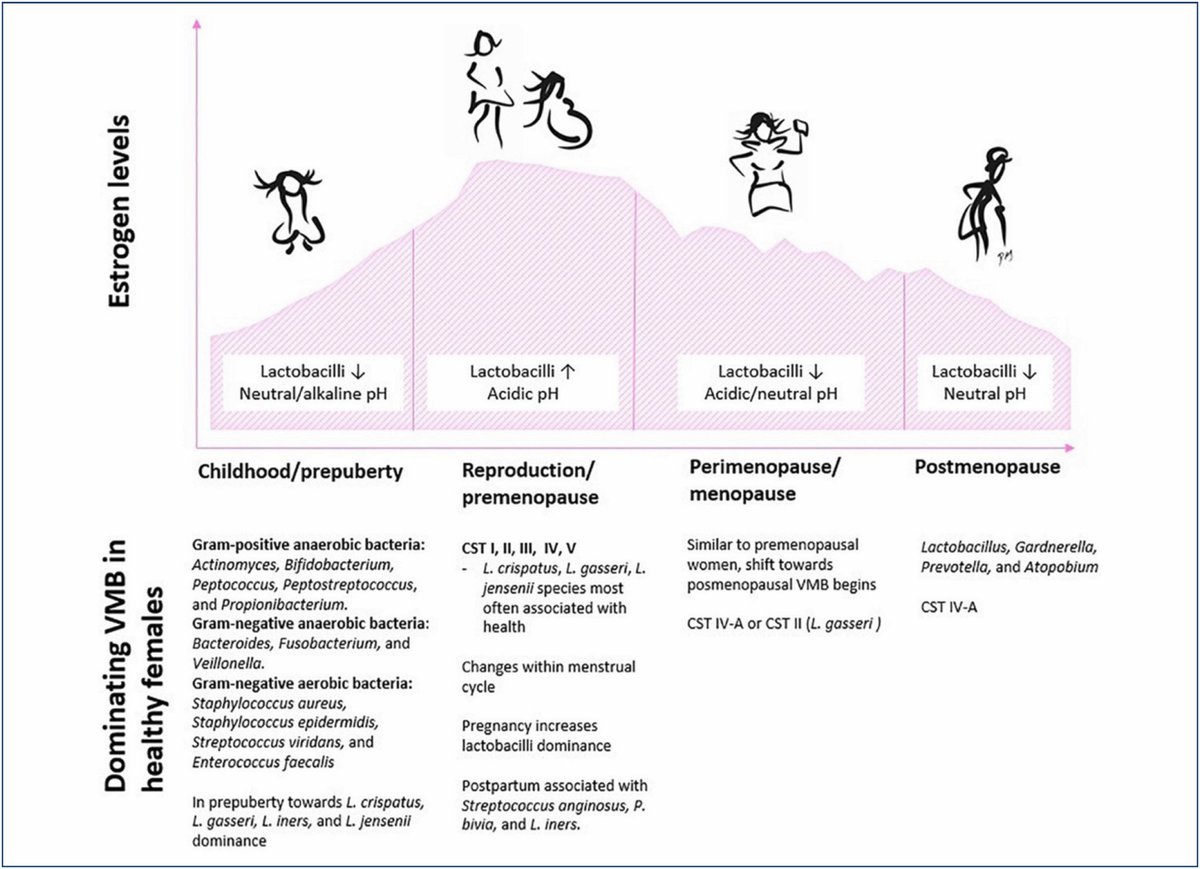 doctorneyro's tweet photo. The composition of the #vaginalmicrobiome undergoes significant #changes throughout a #womanslife, from #childhood through #puberty, #reproductiveyears, #pregnancy, and into #menopause and post-men
It's essential to explore tailored #probioticsolutions
https://t.co/5aGFhkcAI9 https://t.co/my4PjXUeeQ