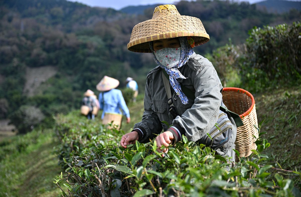 ThisisHainanGov's tweet photo. Farmers collect #tea leaves at a tea garden in Wuzhishan, South China's #Hainan province on Thursday. Harvest period for the early spring tea has arrived here. #WhatsOnHainan https://t.co/6ILAoHBoC7