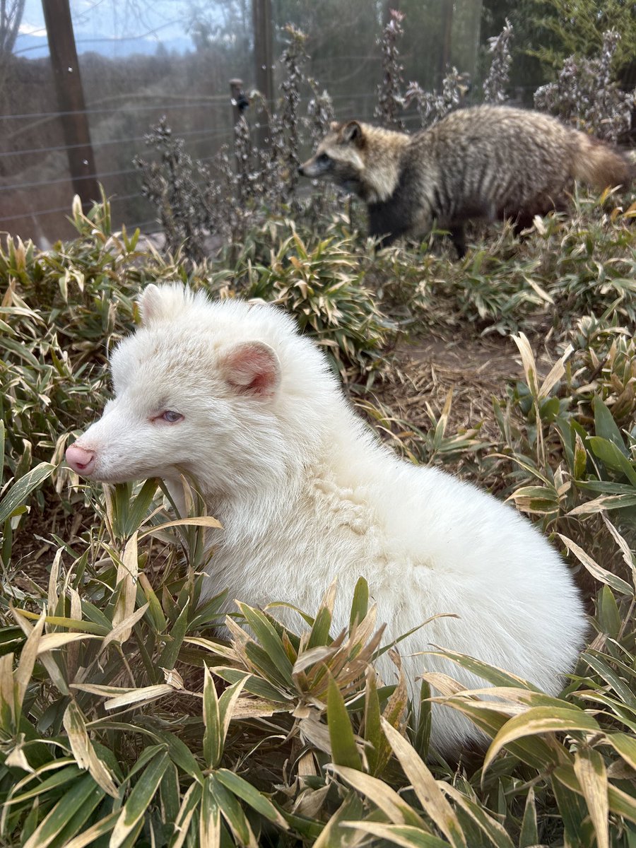 iidazoo's tweet photo. タヌキのリュウ🐲

#タヌキ
#飯田市立動物園 https://t.co/l35PN2Ar2r