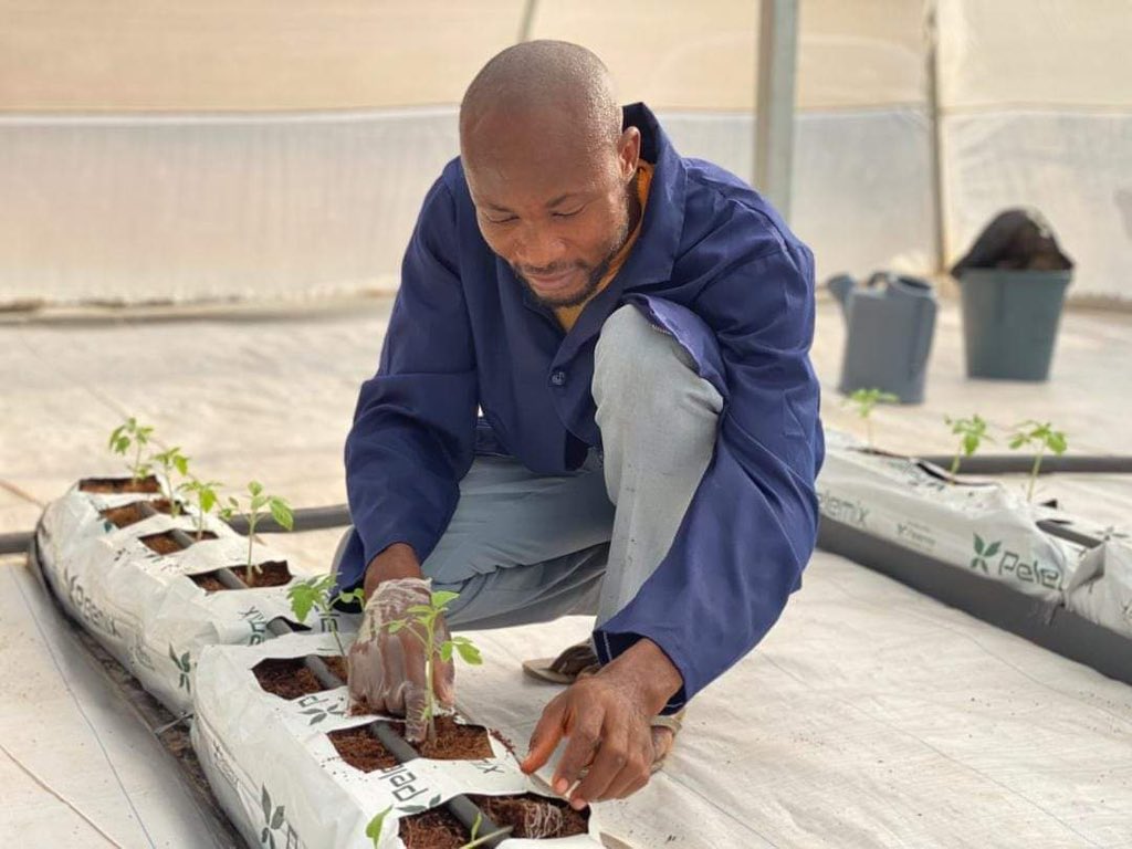 FarmToForkgh's tweet photo. Greenhouses are frames of inflated structure covered with a transparent material in which crops are grown under controlled environment conditions. A greenhouse lets you create your own microclimate, controlling the temperature and humidity you expose your plants to. https://t.co/aGH3wSm8aA