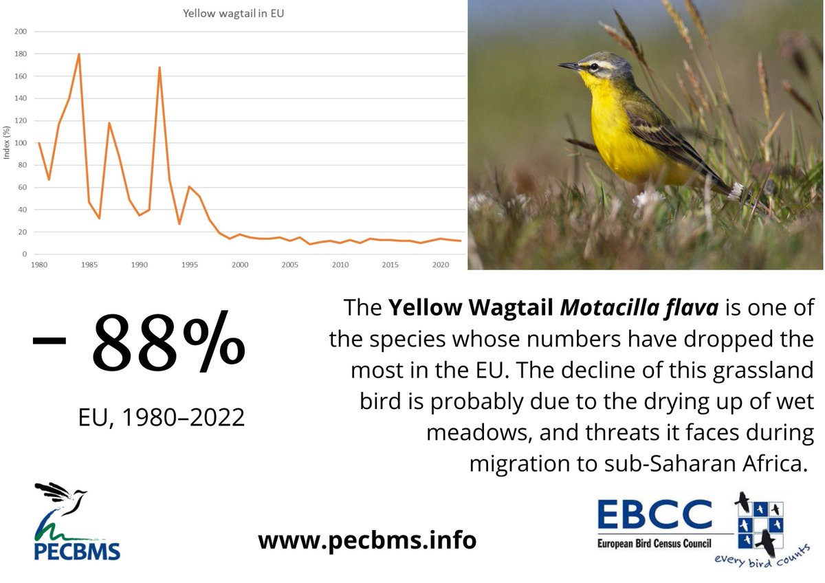 😔The Yellow Wagtail is one of the species whose abundance has declined the most in the EU over the last 40 years. 👉Check the 2023 PECBMS species trends update: pecbms.info/trends-and-ind…