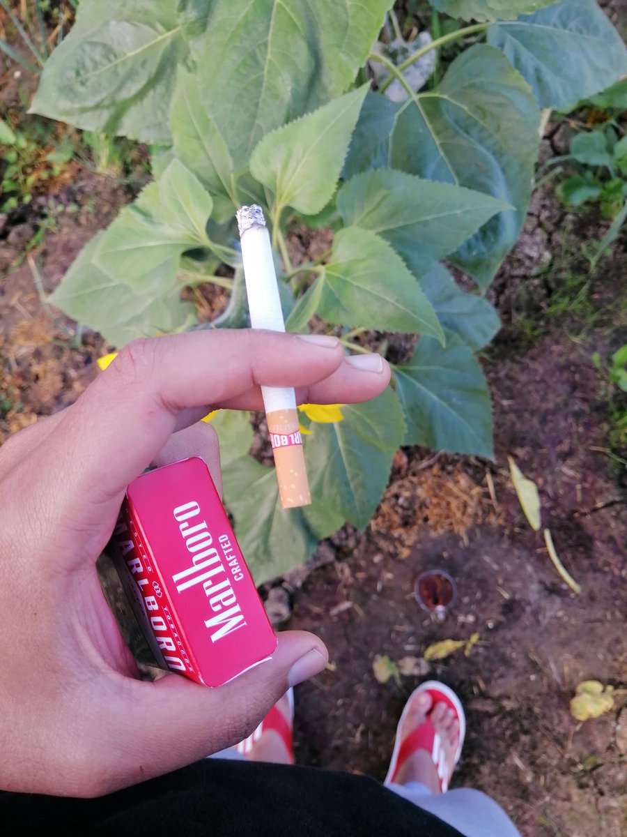 armdan_'s tweet photo. صباحاتي 🌻🧉🕊️🚬💚 https://t.co/E4r0HixxnY