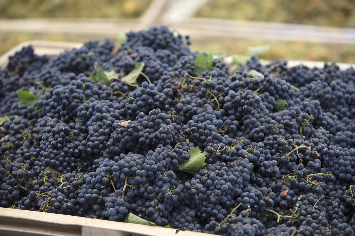 Our 2024 harvest has begun with the first picking of Pinot Noir for our Cap Classique Brut!

#Harvest2024 #MulderboschVineyards