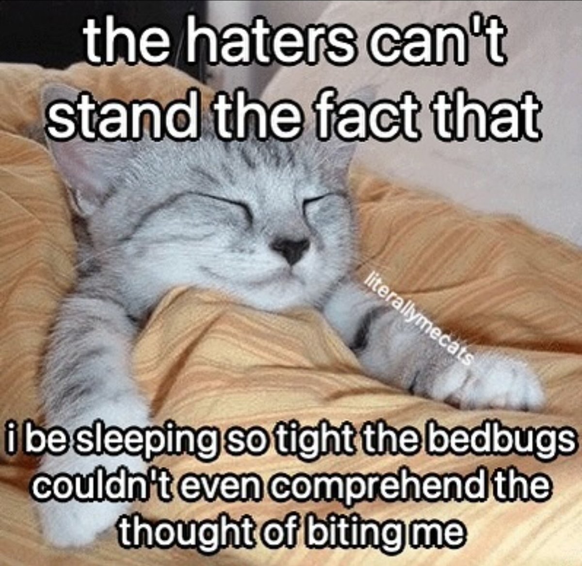 Miau :3 (Cat Posting) 🇵🇸 tweet media