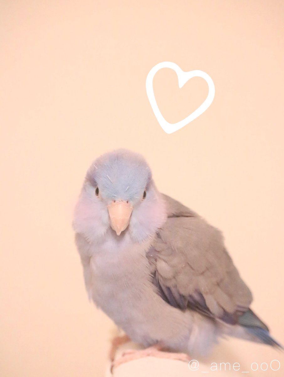 ⠀
あめがいるだけで家が明るくなる🔆🤍

#マメルリハ #インコ #あめの日常 
#鳥好きさんと繋がりたい