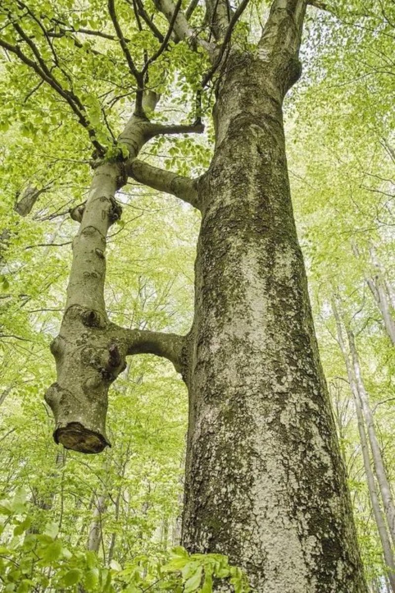 ‘The thinner tree was cut years ago and the big one has been holding and feeding it since then. They 'wake up' together in the spring and 'go to sleep' together in the autumn’ Inosculation is a natural phenomenon in which parts of two different trees, commonly but not