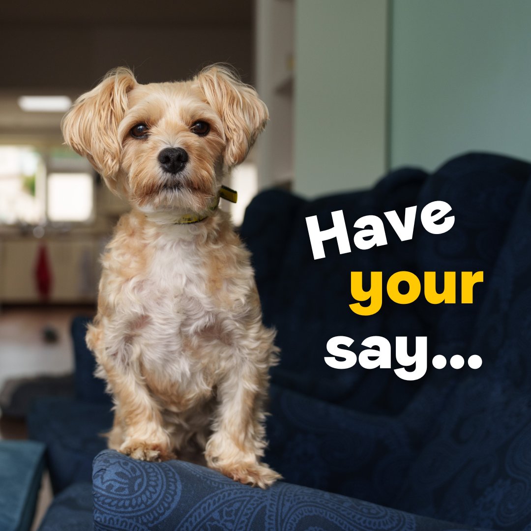 DogsTrust_IE's tweet photo. Remotely controlled electronic shock collars inflict unnecessary pain and fear on dogs. Their use (on dogs) has been banned in several European countries on the grounds of animal welfare and this is something we would love to see happen in Ireland also. https://t.co/xXnTERBH9I