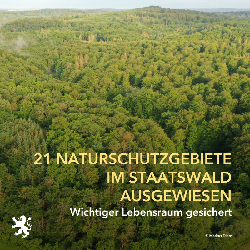 UmweltHessen's tweet photo. Um den #Wald als #Lebensraum zu sichern, werden einzelne Gebiete aus der Nutzung genommen. Mittlerweile sind es mehr als 32.000 Hektar auf fast 2.300 Einzelflächen. In besonders großen Gebieten im Staatswald werden für den dauerhaften Schutz #Naturschutzgebiete ausgewiesen. 🌳🌲