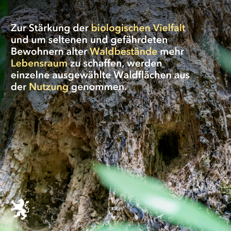 UmweltHessen's tweet photo. Um den #Wald als #Lebensraum zu sichern, werden einzelne Gebiete aus der Nutzung genommen. Mittlerweile sind es mehr als 32.000 Hektar auf fast 2.300 Einzelflächen. In besonders großen Gebieten im Staatswald werden für den dauerhaften Schutz #Naturschutzgebiete ausgewiesen. 🌳🌲