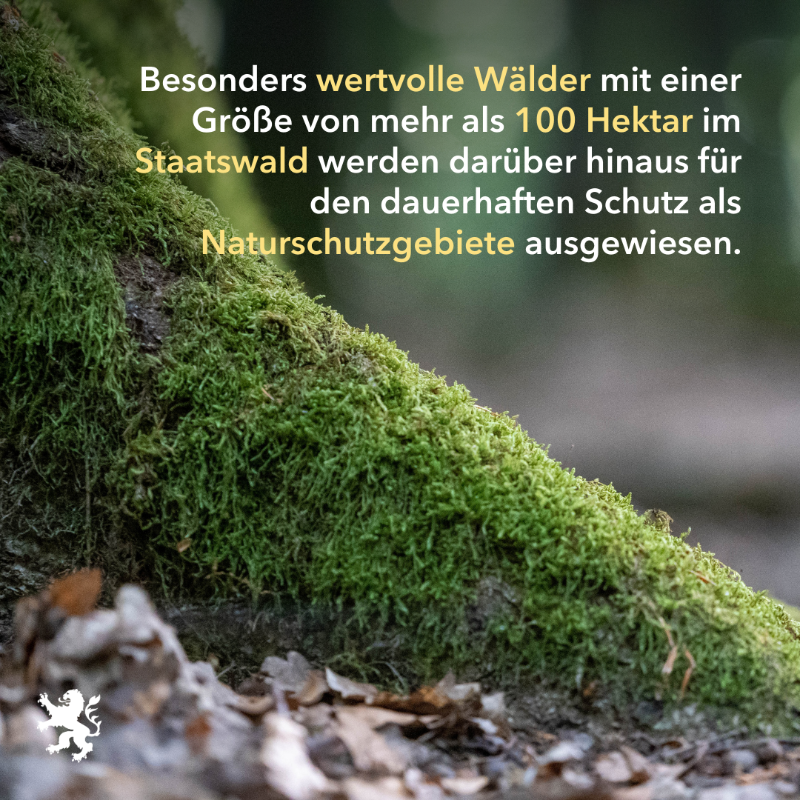 UmweltHessen's tweet photo. Um den #Wald als #Lebensraum zu sichern, werden einzelne Gebiete aus der Nutzung genommen. Mittlerweile sind es mehr als 32.000 Hektar auf fast 2.300 Einzelflächen. In besonders großen Gebieten im Staatswald werden für den dauerhaften Schutz #Naturschutzgebiete ausgewiesen. 🌳🌲