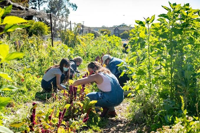 1. Agriculture sustains livelihoods worldwide, relying on diverse labor forces. From planting to harvesting, the sector thrives on the dedication of hardworking individuals. 🌾 #AgricultureEmployment #LaborForce